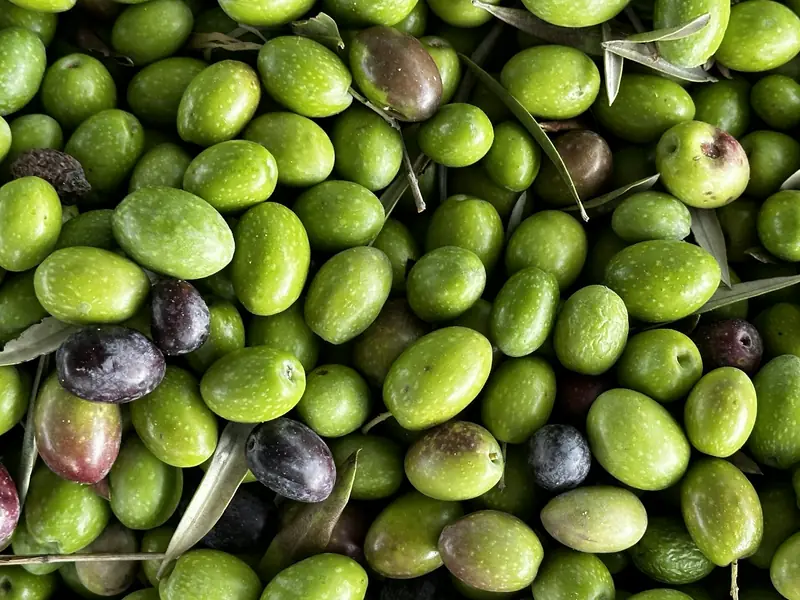 Freshly picked olives ready for milling