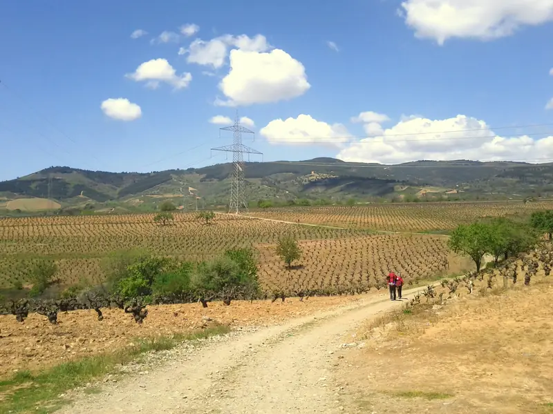 Two people walking along a track between vineyards